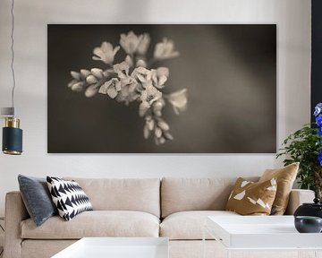 Buckwheat by Elke van Putten