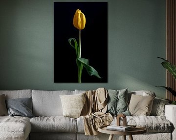Gelbe Tulpe mit Tau in ruhiger Form von Dennis Lieffering