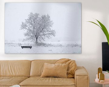 A lonely tree accompanied by an empty bench