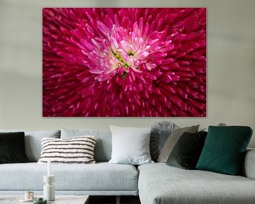 Heart of a double-flowered daisy