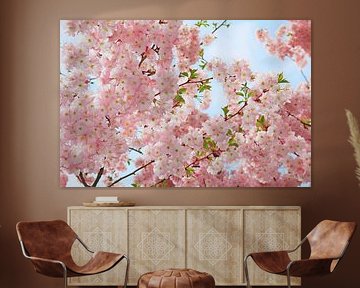 rosa Kirschblüten Zweige und zartblauer Himmel von SusaZoom