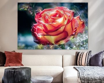 Rosenblüte von der Sonne geküsst