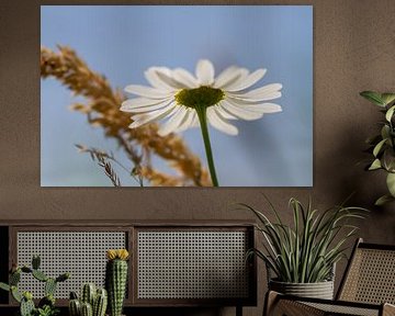 Petite daisy by QEIMOY