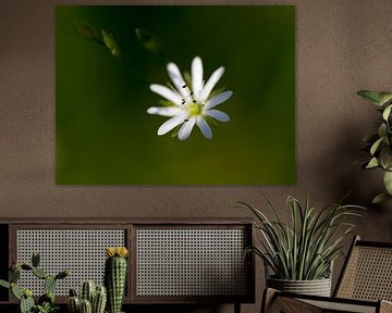 Hier kommt die Sonne von QEIMOY