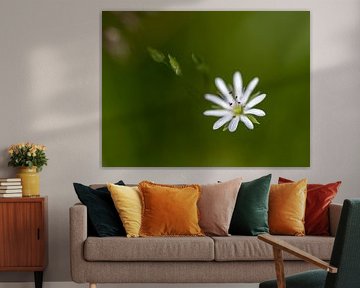 Flower star by QEIMOY