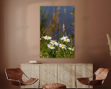 Dear daisies by QEIMOY