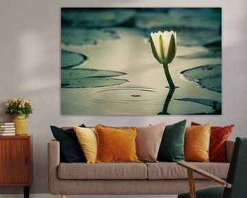 Nénuphar blanc sur Denis Feiner