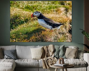 Papageientaucher in Nahaufnahme