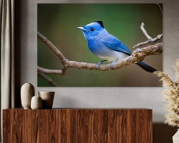 Blauwe monarch (Hypothymis azurea)