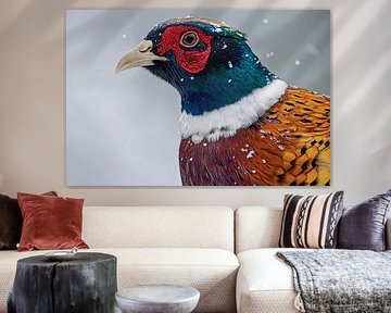 Fasan (Phasianus colchicus) von Christian Müringer