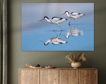 Sabelbek (Recurvirostra avosetta)