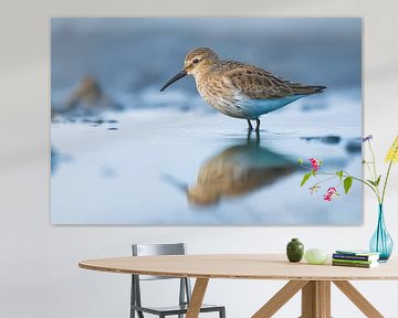 Alpenstrandloper (Calidris alpina)