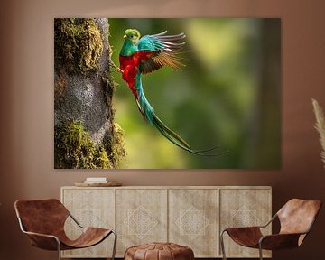 Quetzal (Pharomachrus mocinno)