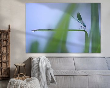 Weide-Bachlibelle auf einem Schilfrohr