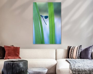 Weide-Bachlibelle hängt am Schilf