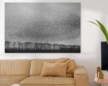 Un nuage d'étourneaux