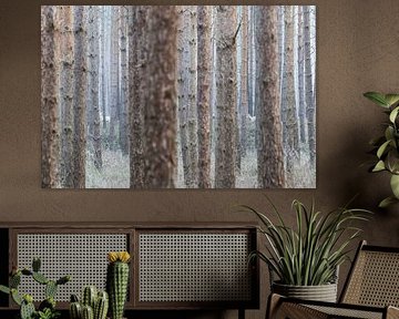 Albino deer in the German forest