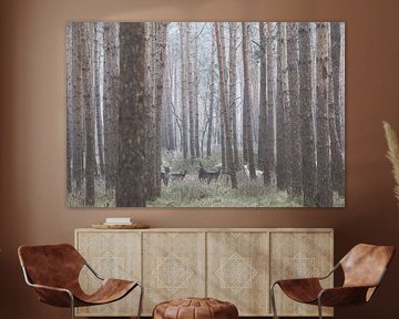 Albino deer in the German forest