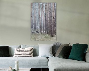 Albino deer in the German forest