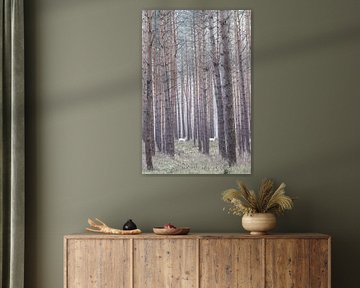 Albino deer in the German forest