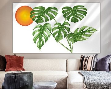 Monstera in warm sunlight