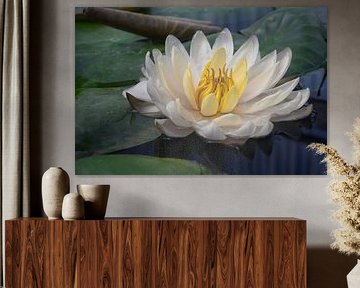 Water lily in tranquillity by Minimalistic Travel Photography by.Rieneke