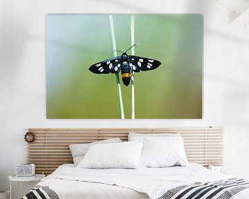 Papillon Phegea au repos sur Ivonne Fuhren-van de Kerkhof