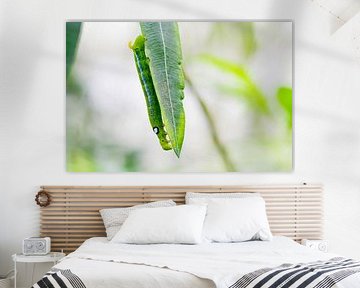 Oleander-Pfeilschwanz im Detail von Ivonne Fuhren-van de Kerkhof