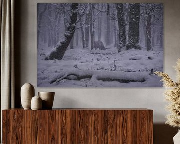 Winter in the Veluwe - Scottish Highland cattle in the snow by ELGER VERMEER