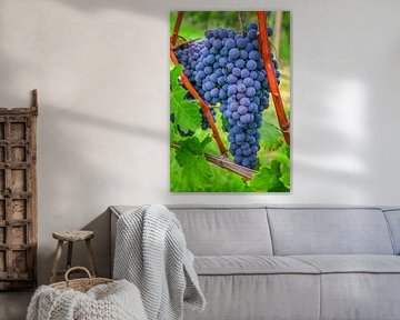 Blue Nebbiolo grape clusters in the vineyard