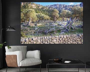 Oude olijfbomen in de Serra de Tramuntana, Mallorca