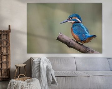 kingfisher on a branch by Lies Bakker