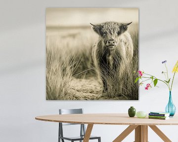 Hooglander koeien portret in sepia