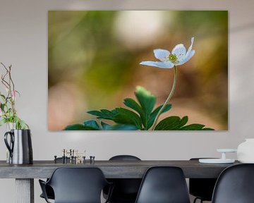 ein Hauch von Frühling, Waldanemone im Morgenlicht von Marjo Kusters