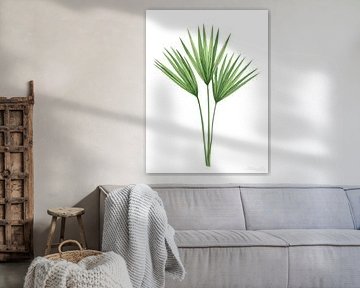 Poëtische plantkunde – Palmboom in het wit