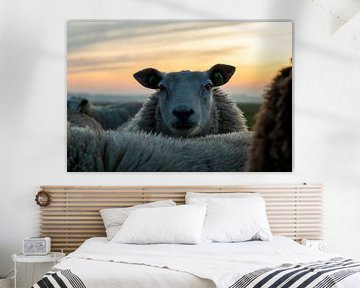 Porträt von Schaap von Marian van Ginkel