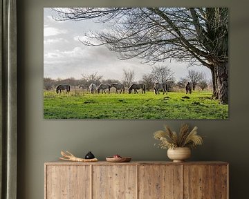 Konik paarden bij de Blaauwe kamer Wageningen 06 by Cilia Brandts