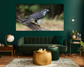 Le regard perçant d'un faucon sur Henk Zielstra