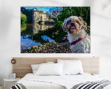 Shi Tzu : un ami fidèle au bord de l'eau sur Kristof Leffelaer