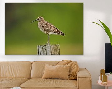 Portret van een Regenwulp