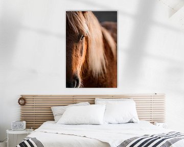 Œil de cheval dans une lumière douce Regard intime dans le détail sur Femke Ketelaar