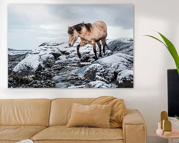 Horse on Snowy Rocks Silent Power in the North by Femke Ketelaar