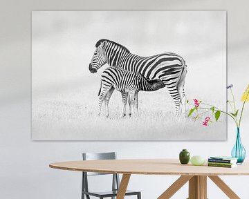 Zebra moeder met veulen in zwart-wit