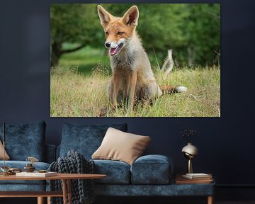 Vos van Tessy De pelsmaeker