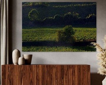 WIJNGAARDEN 1 van Miroslav Ptacek