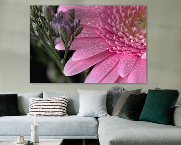 Gerbra avec gouttes d'eau sur Monique Verlouw