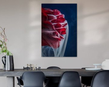 Red Ranunculus with white smoke flowing over the delicate leaves by Marjolijn van den Berg