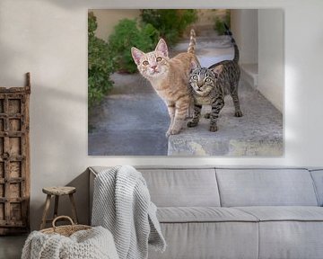 Ein Paar süße Katzenbabys von Katho Menden
