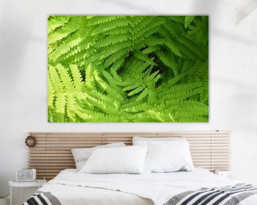 Farne im Wald im Frühling von Claude Laprise