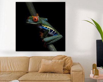 Roodoogmakikikker Im Dunkeln von Tjardo Hopman